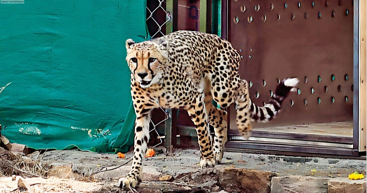Project Cheetah completes one year of first-ever intercontinental wildlife translocation